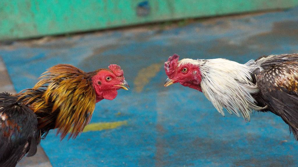 ¿Son legales las apuestas de gallos en España?
